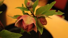 Hellebore “ Winter Queen”