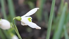 Snowdrop S.Arnott