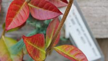 Trachelospermum jasminoides