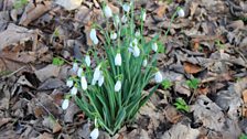 Snowdrops