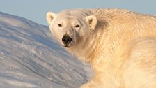 Polar bear, Svalbard