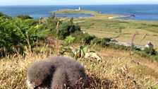 Bardsey Island