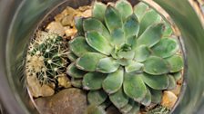 Terrarium and Cacti