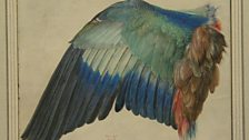 Albrecht Dürer - A Roller's Wing