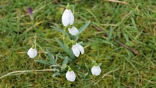 Galanthus