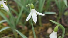 Galanthus Elwesii