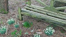 Galanthus