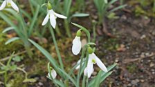 Galanthus Elwesii