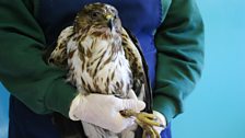 The injured buzzard