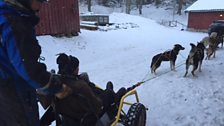 Husky dog sledding near Oslo