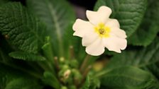 lemon Primrose