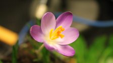 Crocus Flower