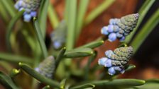 Grape Hyacinth