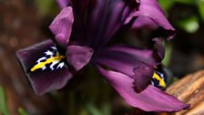 Velvety purple Iris