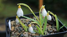 Snowdrop in close-up