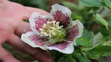 Hellebore