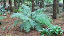 Tree Fern