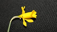 Miniature Daffodil