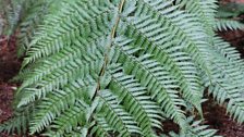 Fern