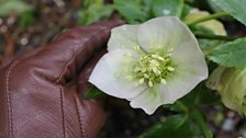 Hellebore