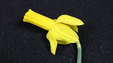 Daffodil