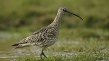 Curlew