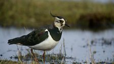 Lapwing