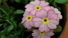 Primula