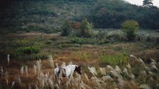 Tomoko Yoneda - Horse, Evacuated Village, Iitate Fukushima