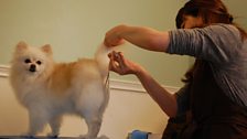 Mini the Pomeranian at the Rocket Hair and Trim salon in Saitama, Tokyo, which caters for both dogs and humans