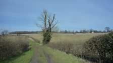 Some of the hedge rows on High Ash Farm