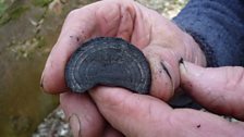 The concentric circles show the age of the fungus