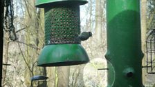 A grey squirrel briefly scared the birds away