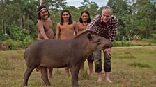 Waorani warriors and the tapir