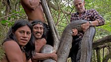 Gordon, Penti, Bai and Tepeña ritually catch and the release a green anaconda (Eunectes murinus)