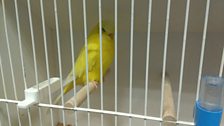 Introducing Custard the Budgie