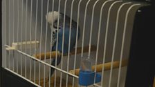 Beautiful Blue Budgie