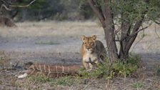 Lioness with a young male kudu