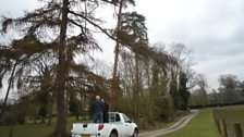 The first thing Chris took Paul to see on the farm this week was a larch tree