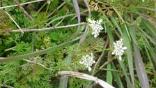 A close up of the shepherd's needle