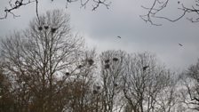 Finally, Chris took Paul to look at a rookery high in the trees