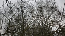 Chris thinks there are over 80 nests in the rookery