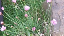 Sea thrift spotted