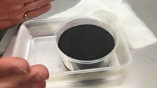 A pot containing millions of GM mosquito eggs