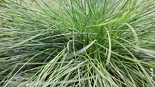 Festuca Glauca (Intense Blue)