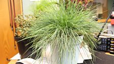 Festuca Glauca (Intense Blue)