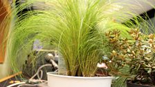 Stipa Tenuifolia (Ponytail)