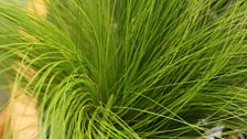 Stipa Tenuifolia (Pony Tail)