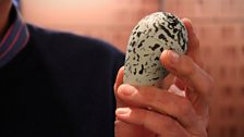 A replica Guillemot egg