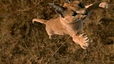 Caracal, Namibia, Southern Africa